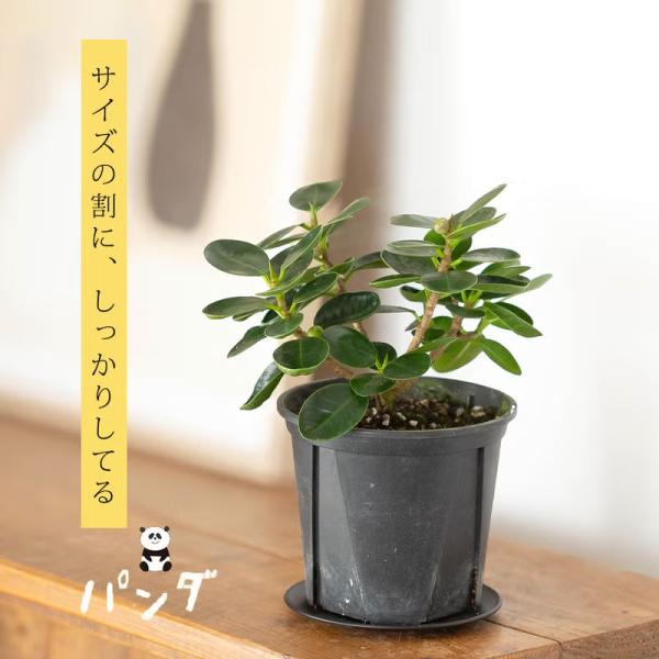 観葉植物 「パンダガジュマル」ポテンシャル高め、3.5号鉢 パンダガジュマルの木 ガジュマル コンパクト品種 種類 室内 インテリア