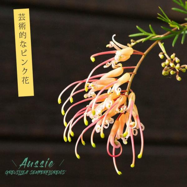 e-8783_grevillea