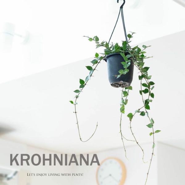 インテリア 植木鉢 受け皿 植え替え 方法 器 栄養剤 液体肥料 縁起 屋外 置台 おしゃれ お祝い 飾る 鉢 カバー 簡単 ギフト プレゼント 希少 ケース 種類 一覧 室内 サイズ 丈夫 スタンド セット 育てやすい 育て方 育成 台 ...