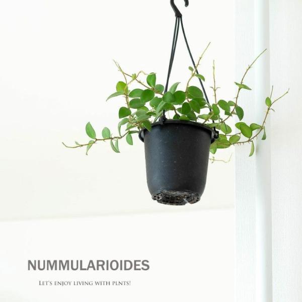 観葉植物 種類 室内 おしゃれ 吊り下げ ホヤ・ヌンムラリオイデス ※4/2