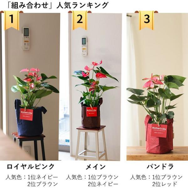 満足度no 1母の日ギフト 名人 小松さんのアンスリウム特秀品 Rootpouch社の布鉢で より可愛く 同梱不可商品です Buyee 日本代购平台 产品购物网站大全 Buyee一站式代购 Bot Online
