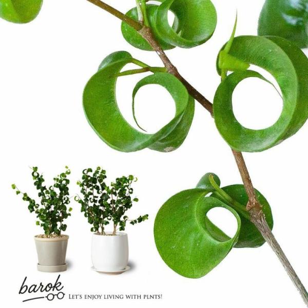 【お届け内容】鉢が選べます。●グレーの陶器鉢全体高さ:35〜40cm鉢の直径：13cm　高さ：12cm●白の陶器鉢全体高さ:35〜40cm鉢の幅：13cm　高さ：13cm