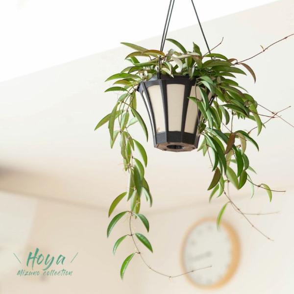 ☘観葉植物☘ホヤ チャイナビーンズ⑤ ロンギフォリア 楽天市場】観葉植物 ホヤ ロンギフォリア チャイナビーンズ 5号