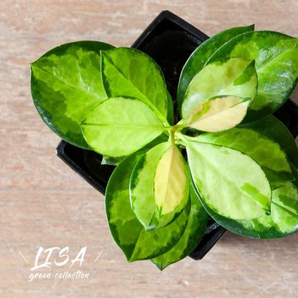 観葉 植物 ホヤ・オーストラリス リサ おしゃれ 室内