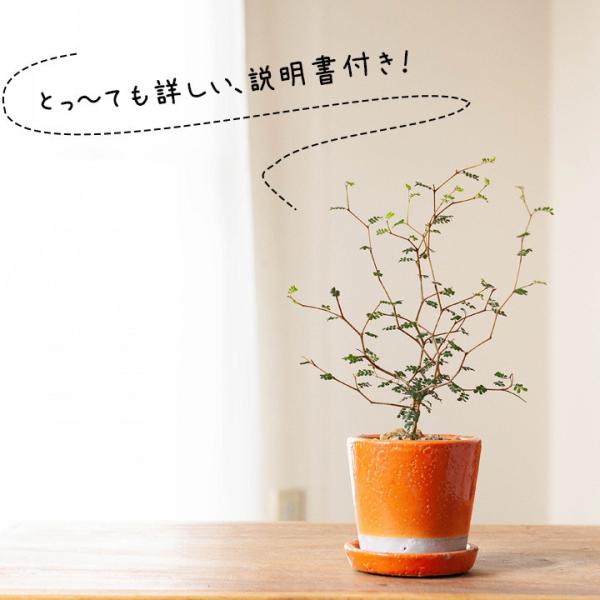 観葉植物ソフォラ ミクロフィラ リトルベイビー 6ページからなる育て方ガイド冊子付き 4 13 のお届け Buyee Buyee บร การต วกลางจากญ ป น ซ อจากประเทศญ ป น