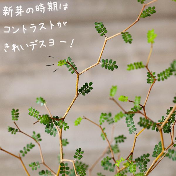 観葉植物ソフォラ ミクロフィラ リトルベイビー 6ページからなる育て方ガイド冊子付き 4 13 のお届け Buyee Buyee บร การต วกลางจากญ ป น ซ อจากประเทศญ ป น