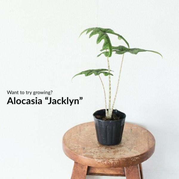 唯一無二のユニークさ！アロカシア・ジャックリン : e-花屋さん