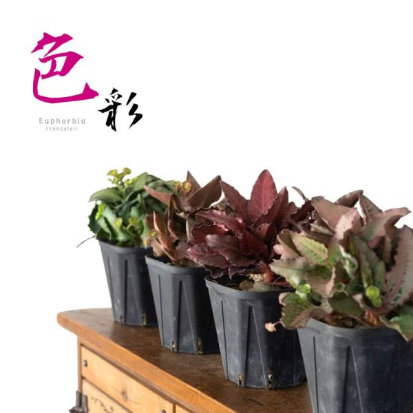 塊根植物 写真で選べる十人十色のイロドリ塊根！ユーフォルビア・フランコイシー（3.5号）観葉植物 写真現品 カラーリーフ