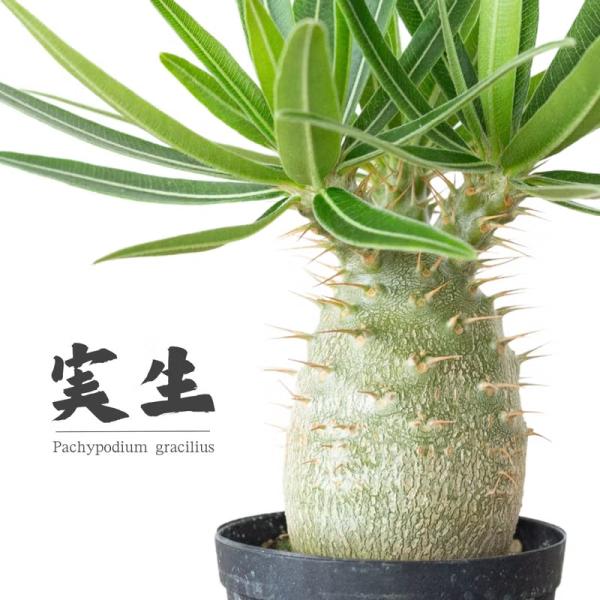 観葉植物 パキポ 【写真で選べる】国内実生！パキポディウム・グラキリス（2号）