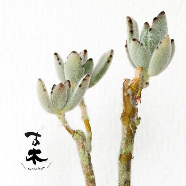 観葉植物 ツキトジ KOBOKU（古木）のツキトジ：バイオマス鉢カバー付き