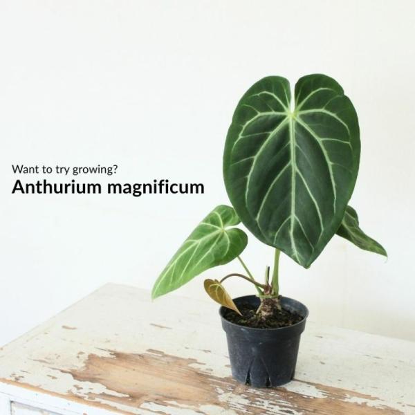 アンスリウム　マグニフィカム　Anthurium magnificum アンスリウム マグニフィカム エンジェルズドリーム(Anthurium