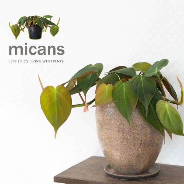 観葉植物 ベルベットハートLEAF！可愛いミカンス（フィロデンドロン）ハート型の葉 つる性植物※お届けは10/17〜
