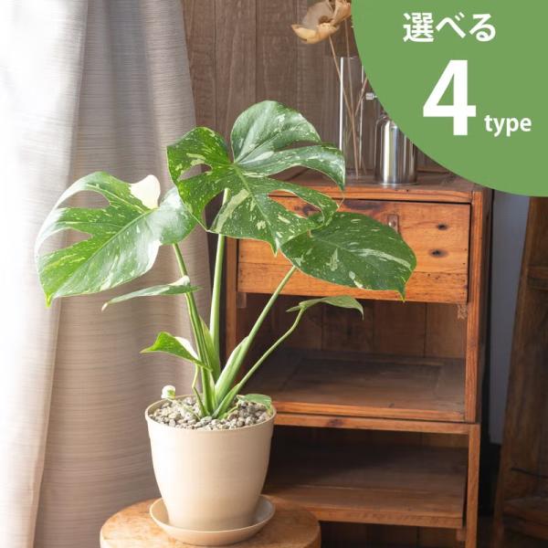 観葉植物 モンステラ 【鉢が選べる】モンステラ・タイコンステレーション