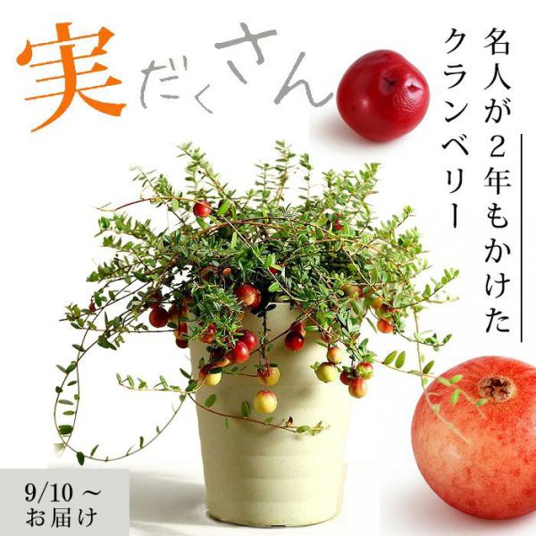 クランベリー苗　かわいいお庭 クランベリー （ ツルコケモモ ） 10.5cmポット苗 : 花と緑の