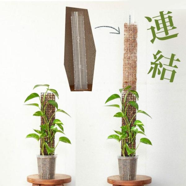 【お届け内容】植物の登り棒モンスターポール（50cm）【サイズ目安】●透明type長さ：約52.5cm　幅　：約8.5cm太さ：約4cm●ブラックtype長さ：約51.5cm　幅　：約8.5cm太さ：約4cmモンスターポールとは？サトイモ科...