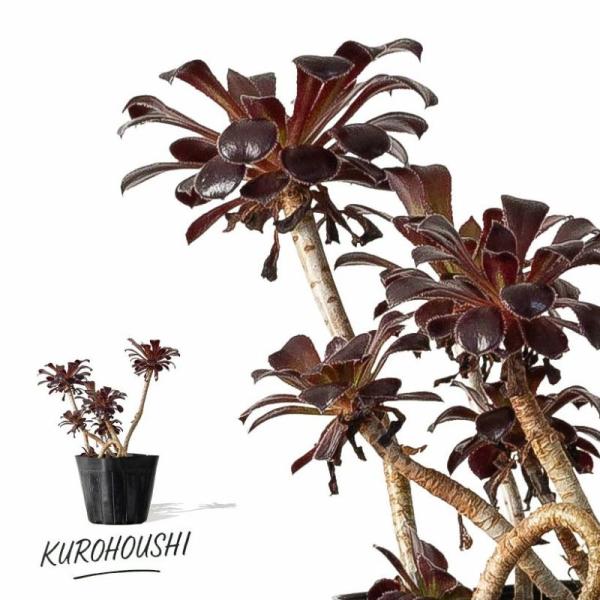 インテリア 植木鉢 受け皿 植え替え 方法 器 屋内 屋外 置台 おしゃれ 面白い 飾る 鉢 カバー 簡単 外用 プレゼント 種類 一覧 サイズ 丈夫 セット 育成 台 卓上 小さい 小さめ テーブル 手入れ 陶器鉢 名前一覧 肥料 日陰 ...