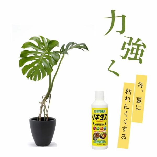 【お届け内容】水で薄めて使う活力剤リキダス（450ml）【適用植物】■観葉植物、サボテン■花、庭木、野菜などなど