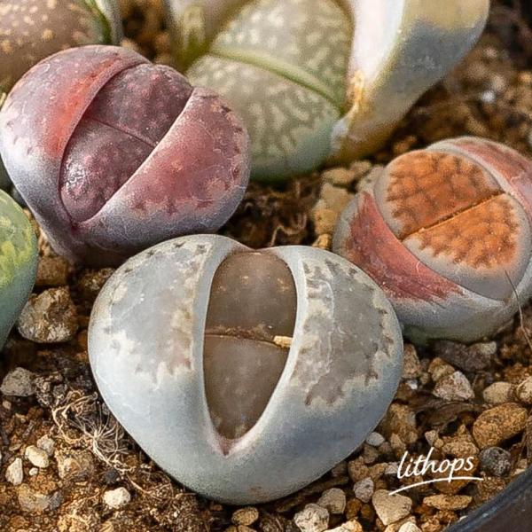 多肉植物リトープス 室内 おしゃれ リトープスの寄せ植え。小さな宝箱☆