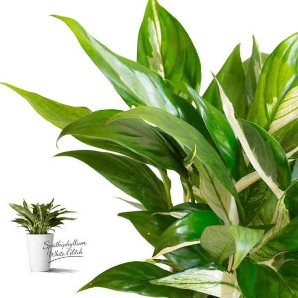 観葉植物 スパティフィラム 斑入りスパティフィラムの中でも、優秀な