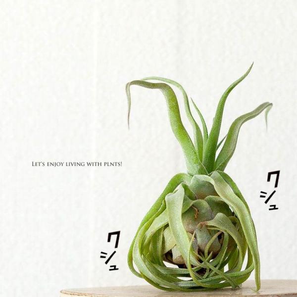 【お届け内容】ティランジア・ストレプトフィラTillandsia streptophylla原産地：中南米（グアテマラ、メキシコ育て方ガイド【サイズ目安】全体高さ:15-20cm全体の幅:8cm前後