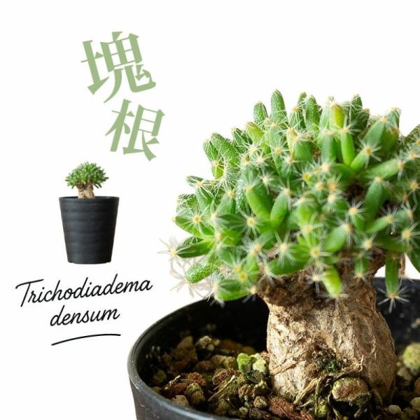 トリコディマ デンサム（紫晃星）塊根 植物 観葉 多肉 トリコ