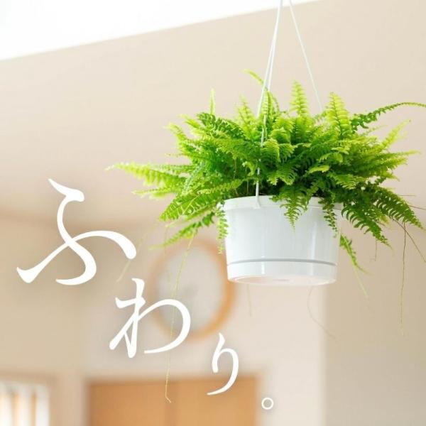 植物いろいろハンギング ハンギングにおすすめの商品をまとめました – &Green