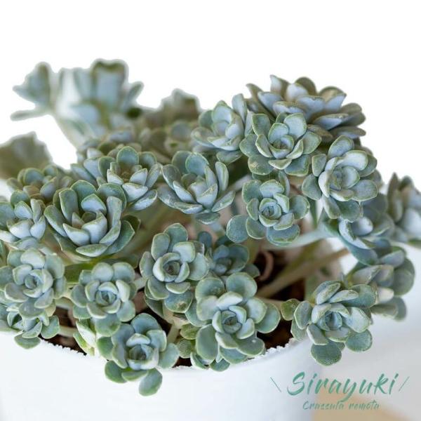 白雪ミセバヤ・シラユキミセバヤ・多肉植物・3号苗 : e-花屋さん
