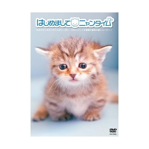 はじめまして ニャンタイム [DVD]