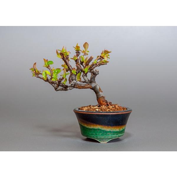 ミニ盆栽 カリン盆栽 花梨 かりん ミニ盆栽 花梨 3806 Buyee Buyee Japanese Proxy Service Buy From Japan Bot Online