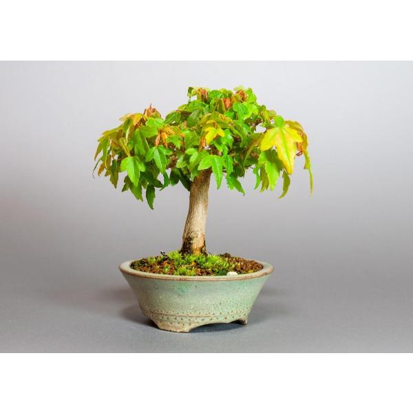 ミニ盆栽 トウカエデ盆栽 唐楓 かえで盆栽 ミニ盆栽 唐楓 30 Buyee Buyee Jasa Perwakilan Pembelian Barang Online Di Jepang