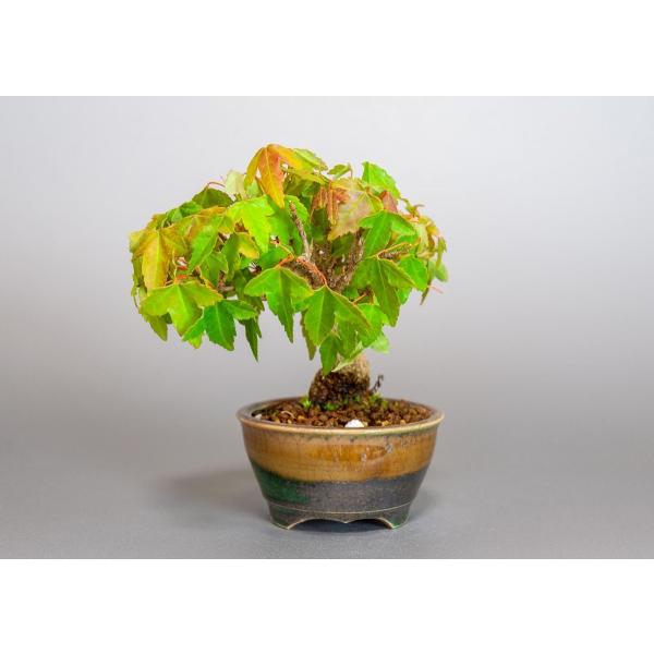 ミニ盆栽 トウカエデ盆栽 唐楓 かえで盆栽 ミニ盆栽 唐楓 37 Buyee Buyee 日本の通販商品 オークションの代理入札 代理購入