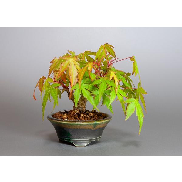 ミニ盆栽 イロハモミジ盆栽 紅葉 いろは紅葉 小さな盆栽 紅葉 39 Dejapan เสนอราคาและซ อญ ป นท ม ค านายหน า 0
