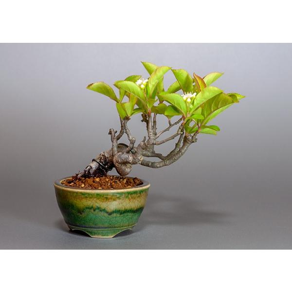 ミニ盆栽 カマツカ盆栽 鎌柄 かまつか ミニ盆栽 鎌柄 3878 Buyee Buyee Jasa Perwakilan Pembelian Barang Online Di Jepang