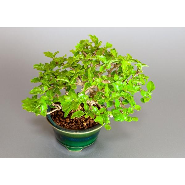 爆売り 本格高級盆栽 匂い楓 植物 観葉植物