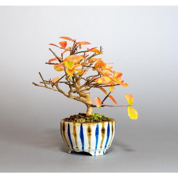 ミニ盆栽 サルスベリ盆栽 百日紅 さるすべり 小盆栽 百日紅 34 Buyee Buyee 일본 통신 판매 상품 옥션의 대리 입찰 대리 구매 서비스