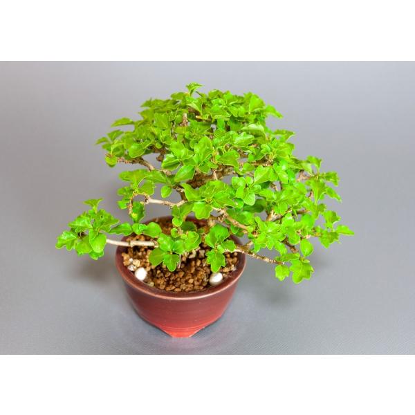 爆売り 本格高級盆栽 匂い楓 植物 観葉植物