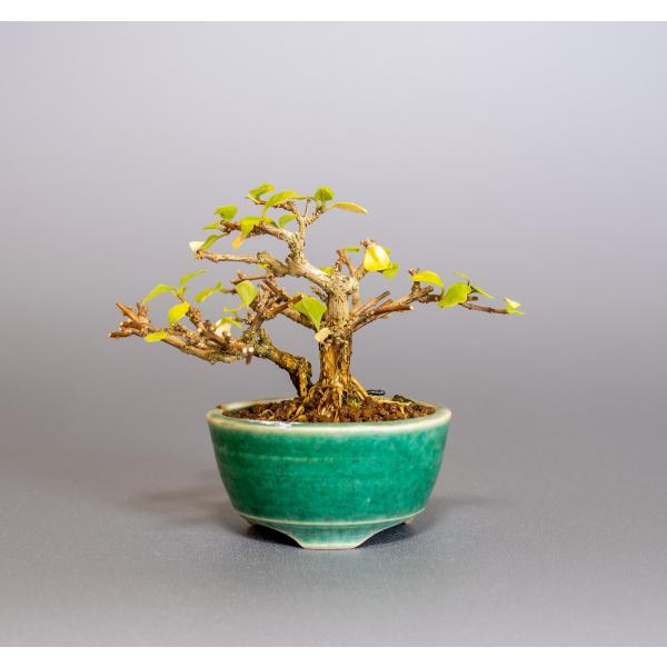e-bonsai_4016 e-bonsai_4016