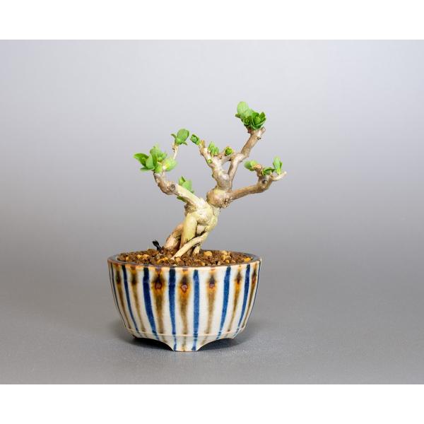 豆盆栽 ウグイスカグラ盆栽 鶯神楽（うぐいすかぐら・小さな盆栽 鶯