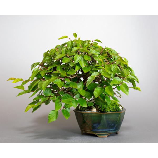 盆栽 イワシデ盆栽 いわしで 岩四手 盆栽 小品盆栽 4102 Sagaretxe Net