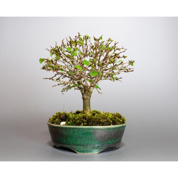 友禅欅 盆栽 樹高55cm 激古 皮爆ぜ 根張り ケヤキ けやき 飾れる一樹！！