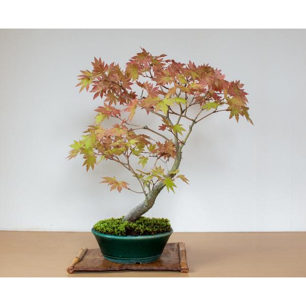 盆栽 ヤマモミジ盆栽 紅葉 山紅葉 盆栽 やまもみじ盆栽 4127 Buyee Buyee Japanese Proxy Service Buy From Japan Bot Online