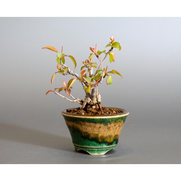 ミニ盆栽 マメナシ盆栽 豆梨 まめなし 小さな盆栽 豆梨 小盆栽 4142 Buyee Buyee 日本の通販 商品 オークションの代理入札 代理購入