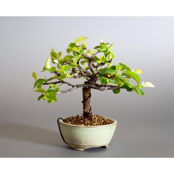 盆栽 カリン盆栽 花梨 かりん 盆栽 花梨 小さな盆栽 4144 Buyee Buyee Japanese Proxy Service Buy From Japan Bot Online