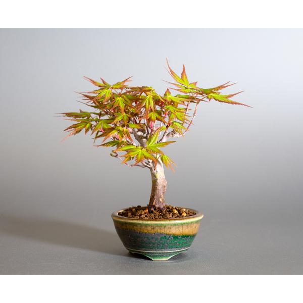 盆栽 イロハモミジ盆栽 紅葉 いろは紅葉 盆栽 小さな盆栽 4145 Buyee Servicio De Proxy Japones Buyee Compra En Japon