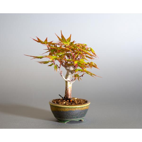 盆栽 イロハモミジ盆栽 紅葉 いろは紅葉 盆栽 小さな盆栽 4145 Buyee Servis Zakupok Tretim Licom Buyee Pokupajte Iz Yaponii