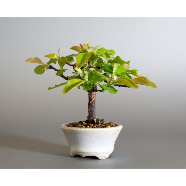 ミニ盆栽 カリン盆栽 花梨 かりん 小さな盆栽 花梨 小盆栽 4146 Buyee Servis Zakupok Tretim Licom Buyee Pokupajte Iz Yaponii