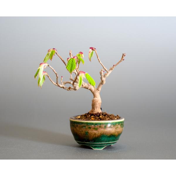 豆盆栽 トサミズキ盆栽 土佐水木 とさみずき 小さな盆栽 土佐水木 小盆栽 4147 Buyee Buyee 日本の通販商品 オークションの代理入札 代理購入