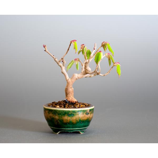 豆盆栽 トサミズキ盆栽 土佐水木 とさみずき 小さな盆栽 土佐水木 小盆栽 4147 Buyee Buyee 日本の通販商品 オークションの代理入札 代理購入