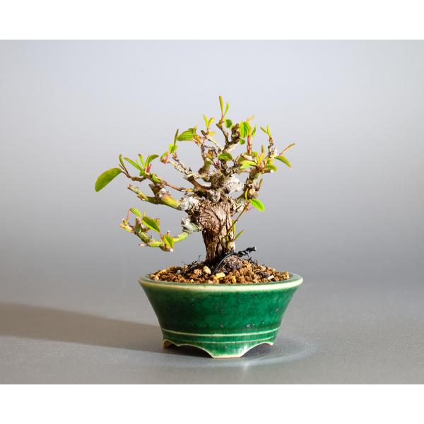 e-bonsai_4162
