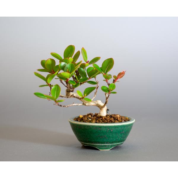 小品盆栽 百日紅(サルスベリ) 模様木 優良品！